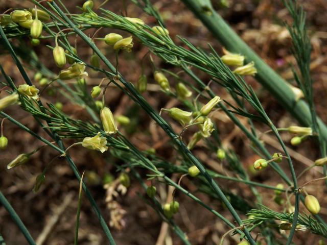 Chřest lékařský (Asparagus officinalis L.)