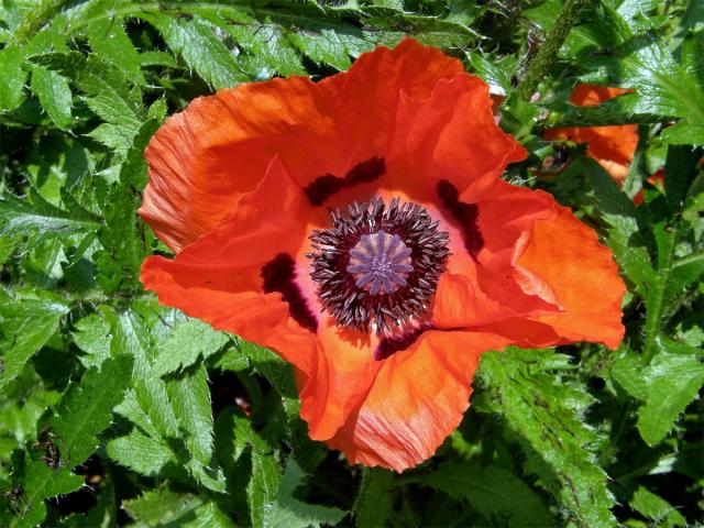 Mák zahradní (Papaver pseudo-orientale (Fedde) Medvedev)