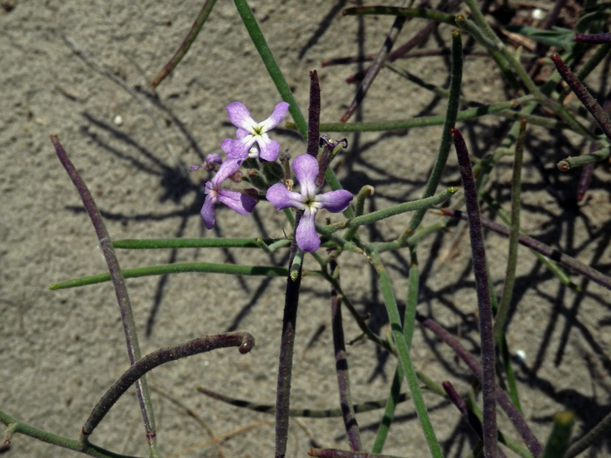 Fiala laločnatá (Matthiola sinuata (L.) R. Br.)