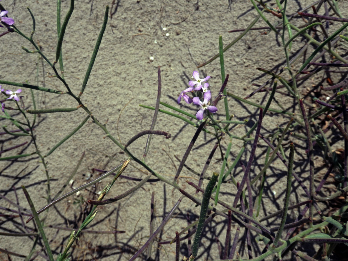 Fiala laločnatá (Matthiola sinuata (L.) R. Br.)