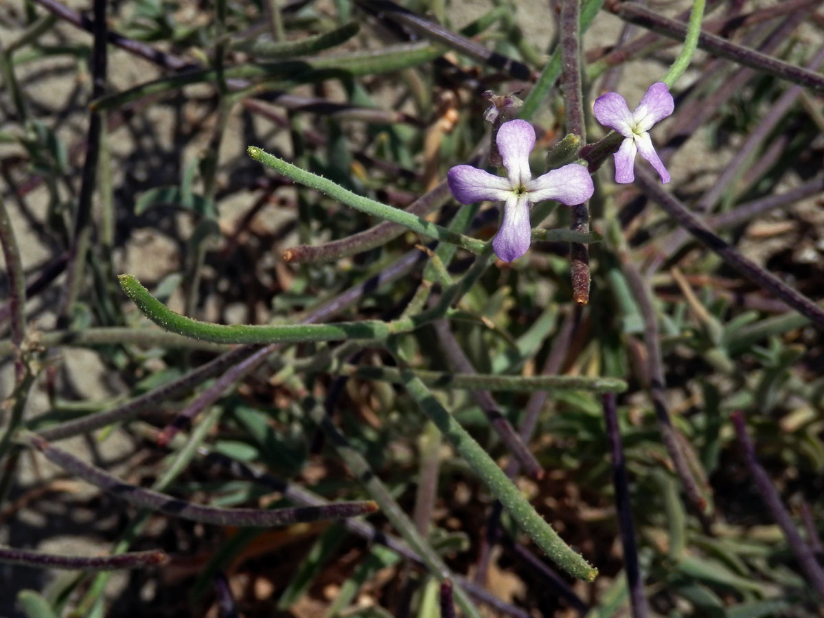 Fiala laločnatá (Matthiola sinuata (L.) R. Br.)