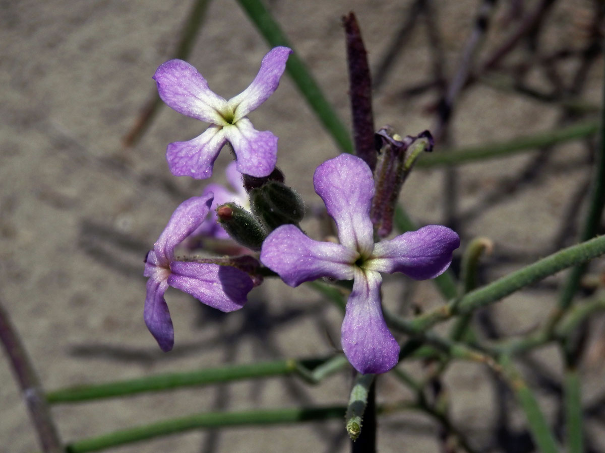 Fiala laločnatá (Matthiola sinuata (L.) R. Br.)