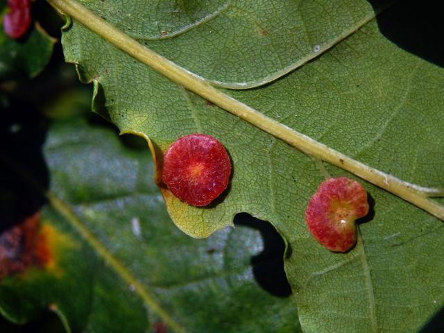 Hálky žlabatky hráškové (Neuroterus quercusbaccarum) - letní generace