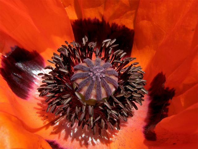 Mák zahradní (Papaver pseudo-orientale (Fedde) Medvedev)