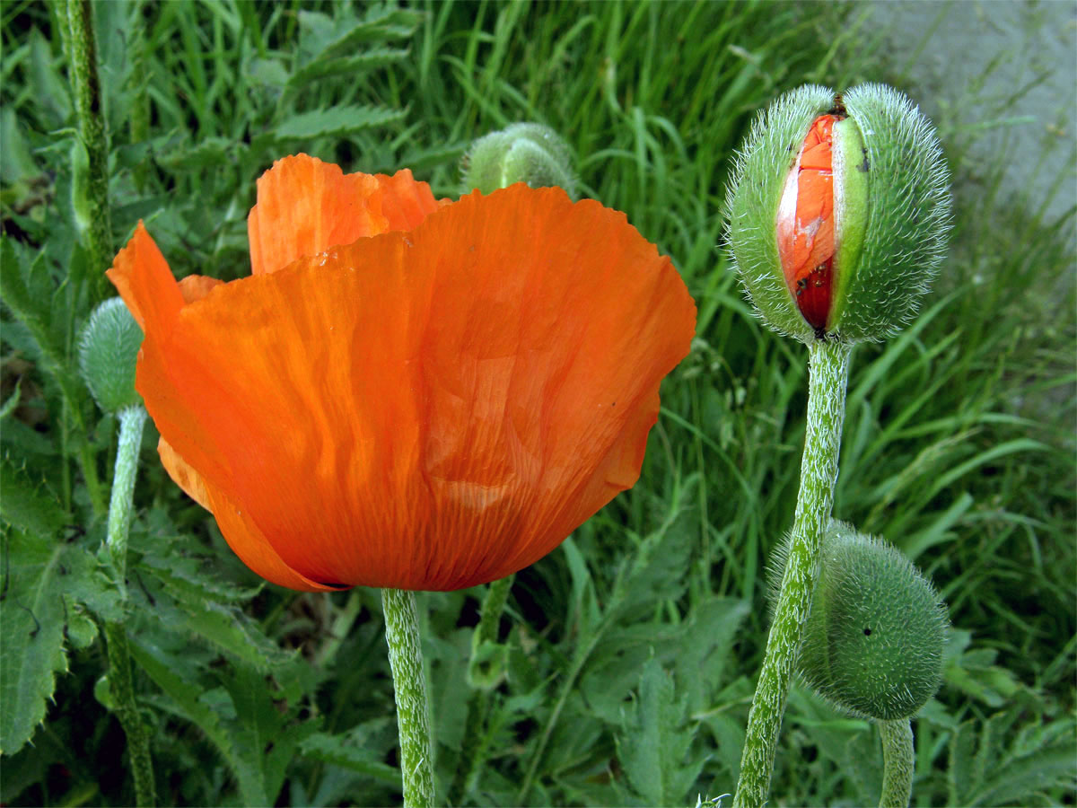 Mák zahradní (Papaver pseudo-orientale (Fedde) Medvedev)