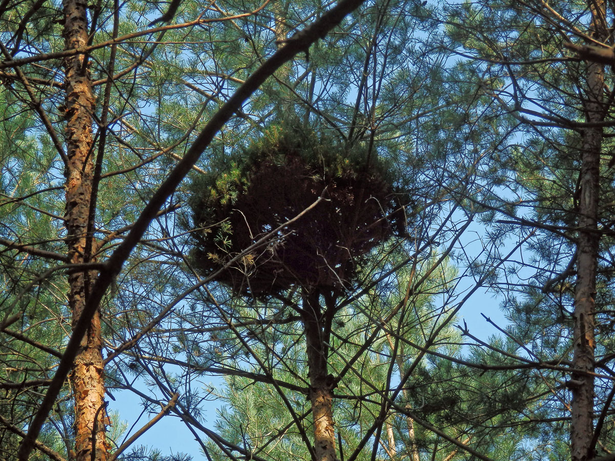 Čarověník na borovici lesní (Pinus sylvestris L.) (23)