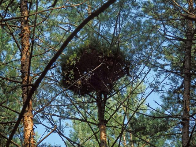 Čarověník na borovici lesní (Pinus sylvestris L.) (23)