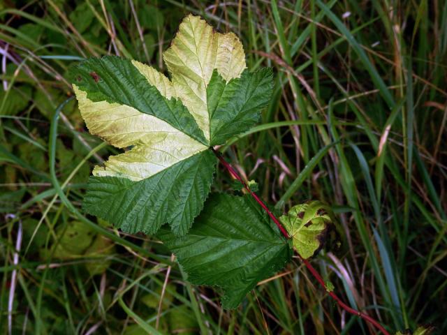 Chybění chlorofylu tužebníku jilmového (Filipendula ulmaria (L.) Maxim.)