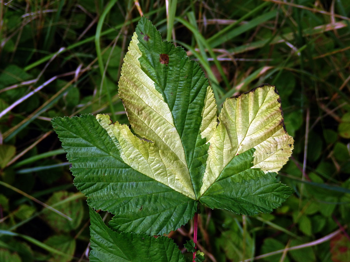 Chybění chlorofylu tužebníku jilmového (Filipendula ulmaria (L.) Maxim.)