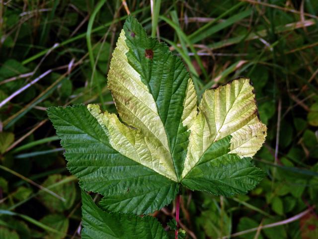 Chybění chlorofylu tužebníku jilmového (Filipendula ulmaria (L.) Maxim.)