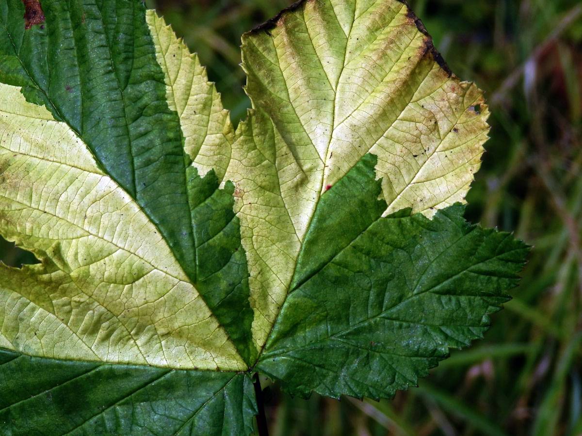 Chybění chlorofylu tužebníku jilmového (Filipendula ulmaria (L.) Maxim.)