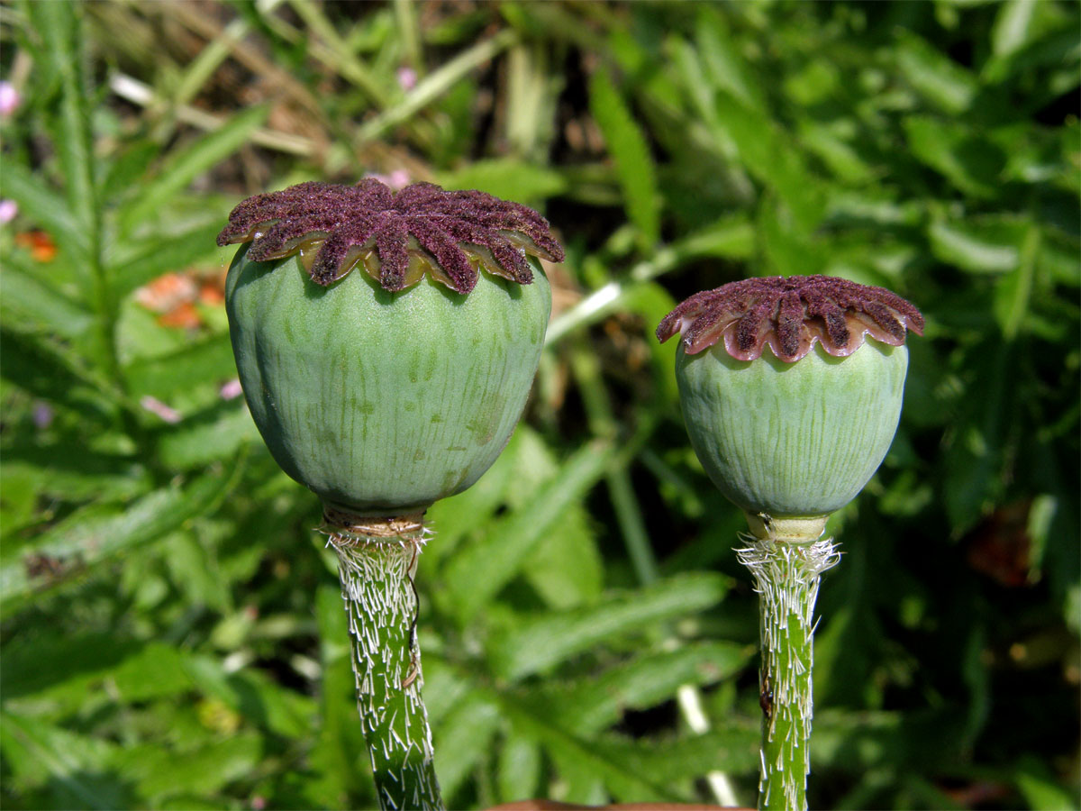 Mák zahradní (Papaver pseudo-orientale (Fedde) Medvedev)