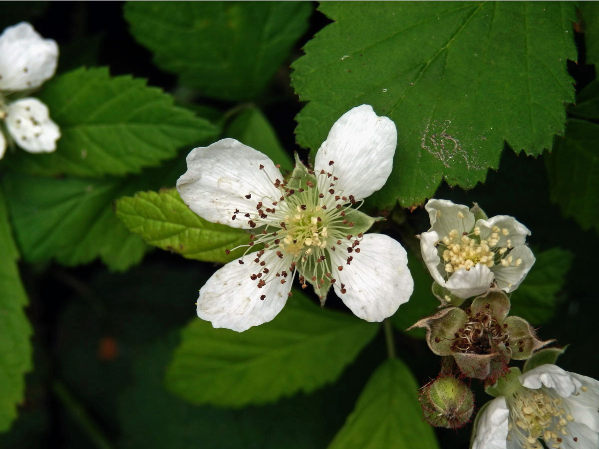 Ostružiník ježiník (Rubus caesius L.), čtyřčetný květ (8)