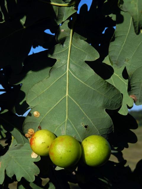 Hálka žlabatky dubové (Cynips quercusfolii)