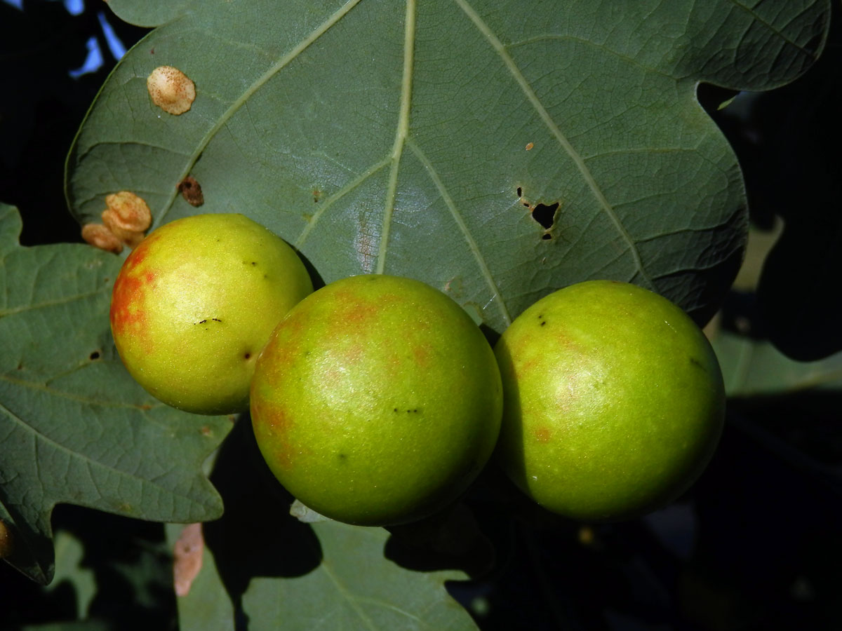 Hálka žlabatky dubové (Cynips quercusfolii)