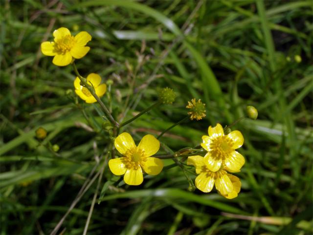 Pryskyřník plamének (Ranunculus flammula L.)