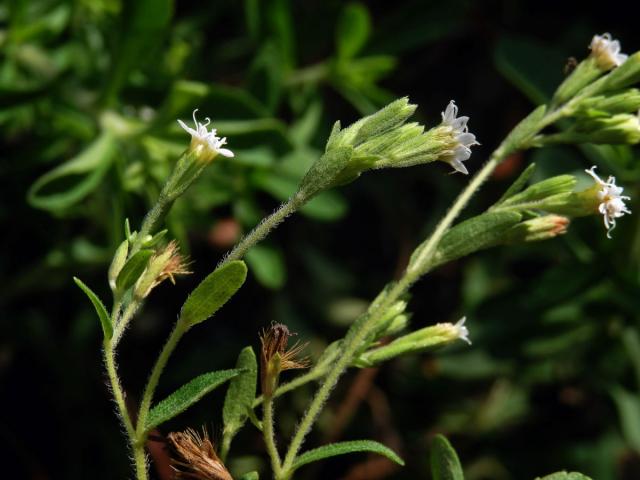 Stevie sladká (Stevia rebaudiana (Bertoni) Bertoni)