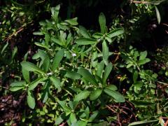 Stevie sladká (Stevia rebaudiana (Bertoni) Bertoni)