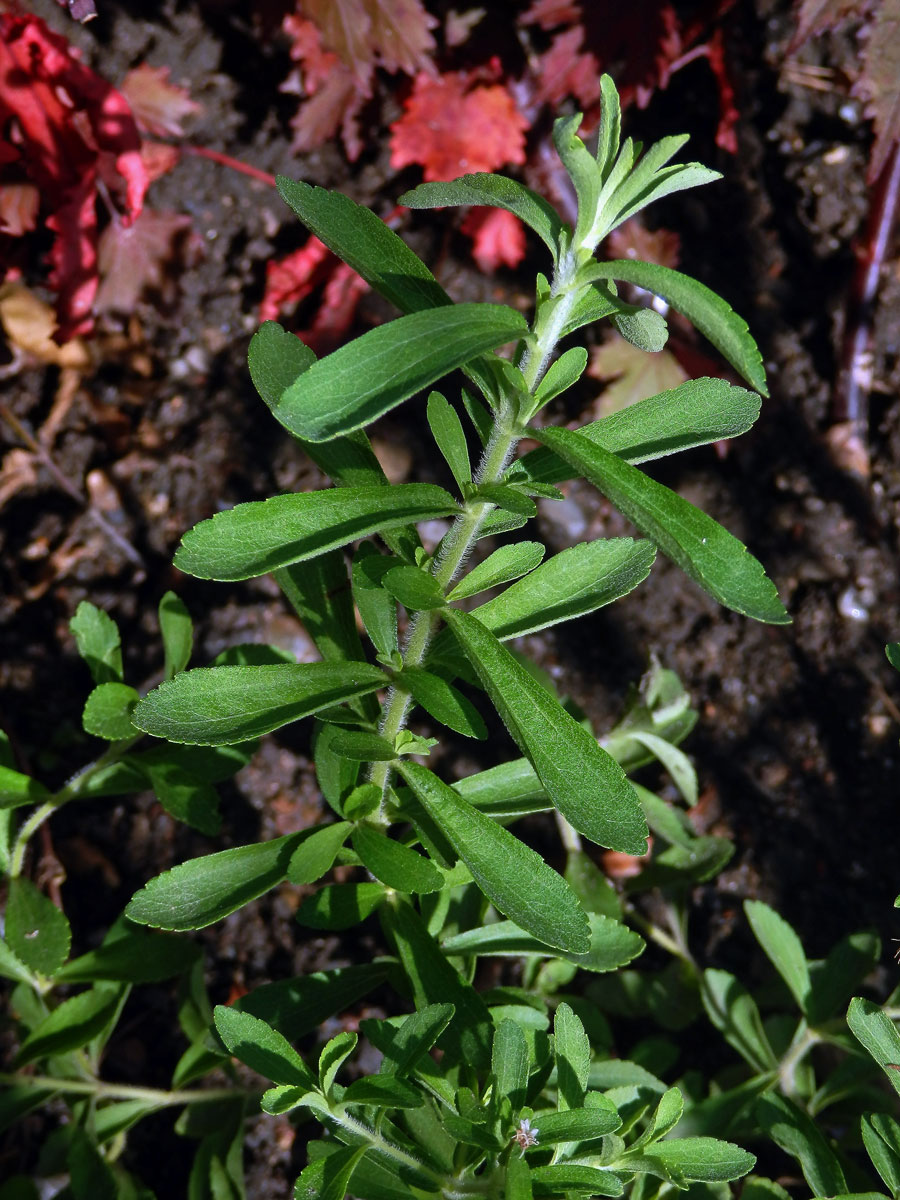 Stevie sladká (Stevia rebaudiana (Bertoni) Bertoni)