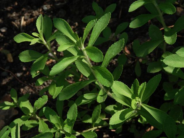 Stevie sladká (Stevia rebaudiana (Bertoni) Bertoni)