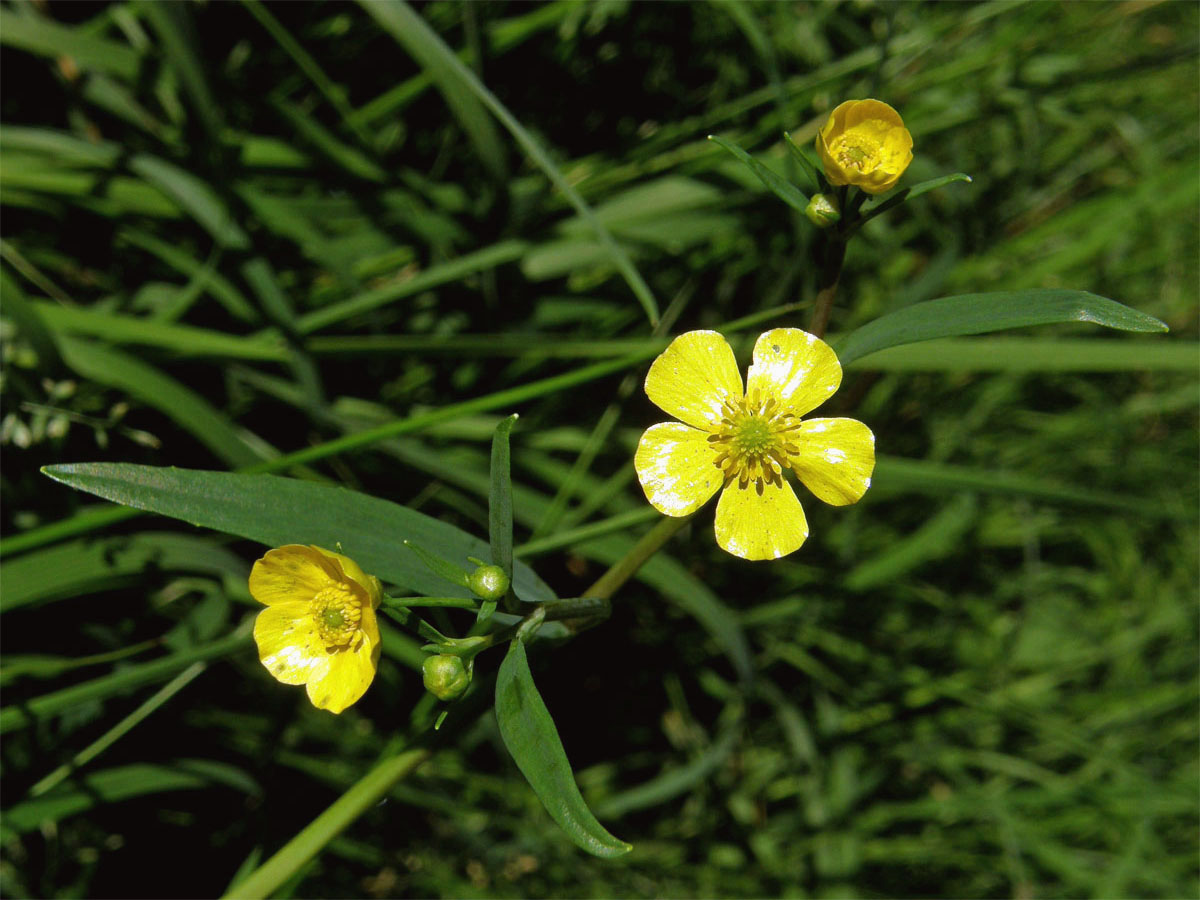 Pryskyřník plamének (Ranunculus flammula L.)