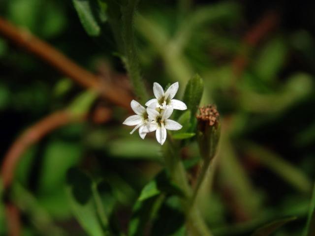 Stevie sladká (Stevia rebaudiana (Bertoni) Bertoni)