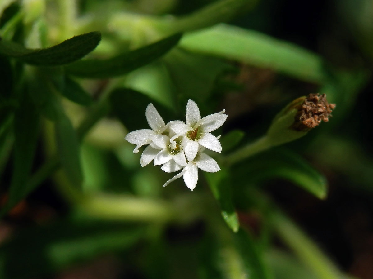 Stevie sladká (Stevia rebaudiana (Bertoni) Bertoni)