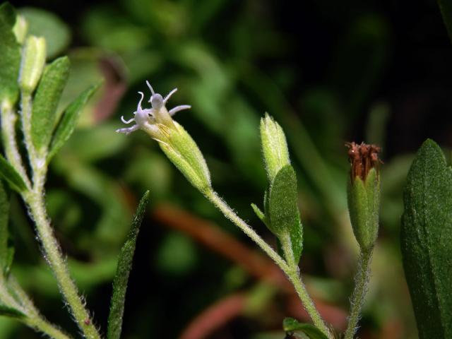 Stevie sladká (Stevia rebaudiana (Bertoni) Bertoni)