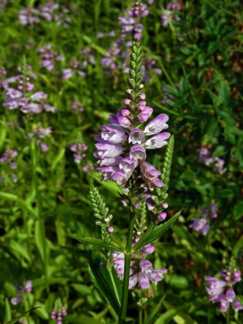 Řetězovka virginská (Physostegia virginiana (L.) Benth.)