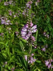 Řetězovka virginská (Physostegia virginiana (L.) Benth.)   