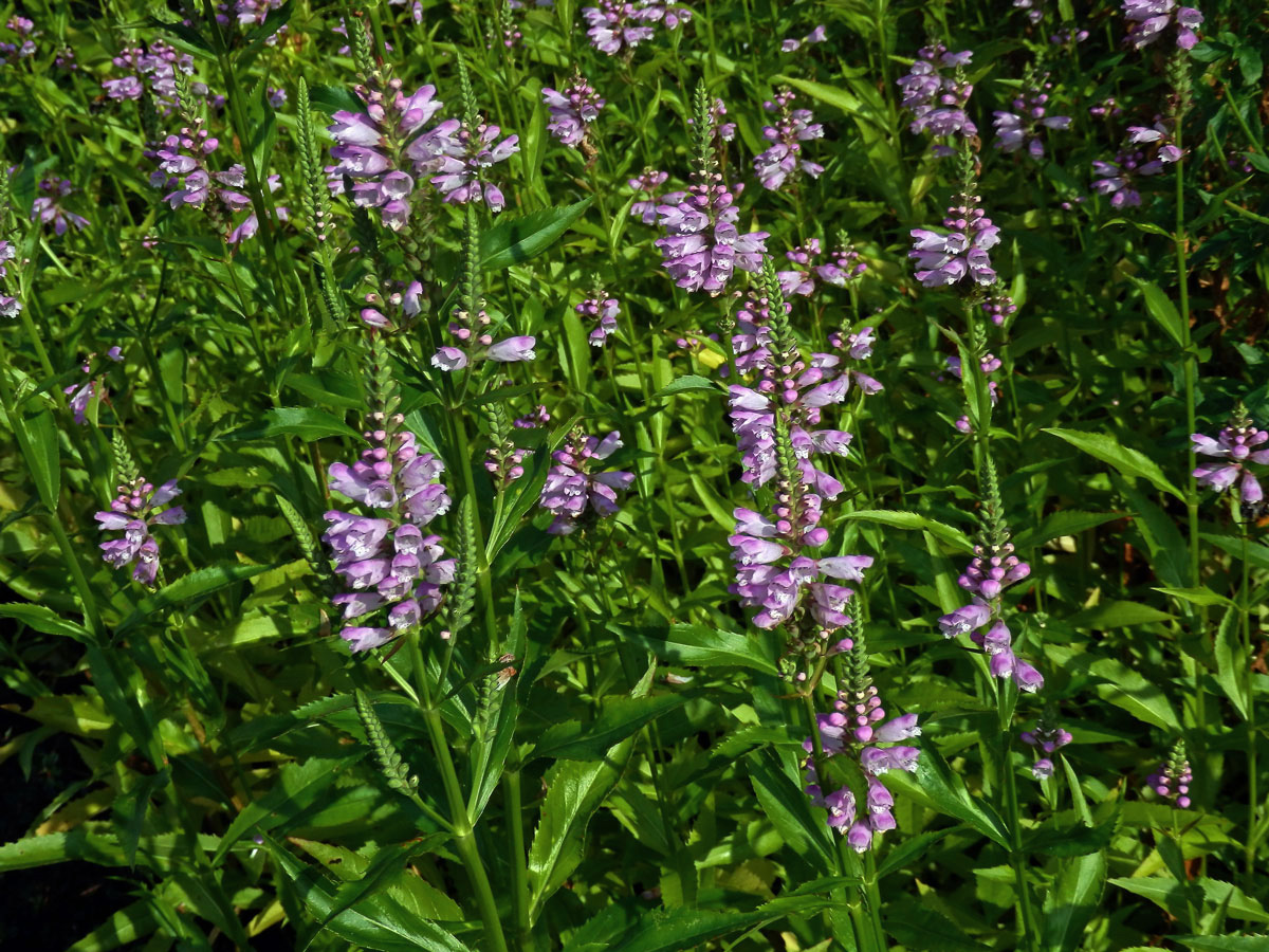 Řetězovka virginská (Physostegia virginiana (L.) Benth.)