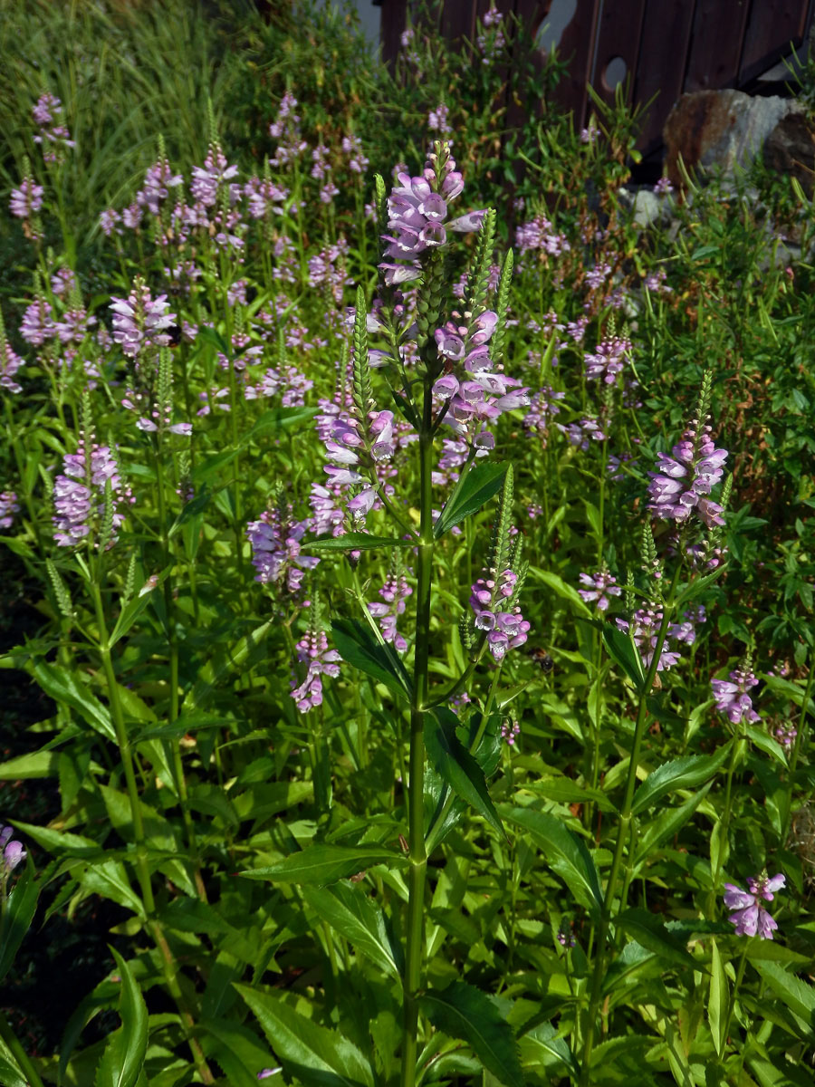 Řetězovka virginská (Physostegia virginiana (L.) Benth.)