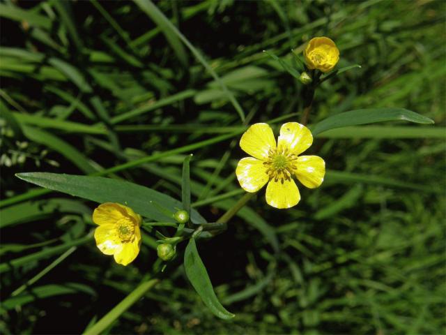 Pryskyřník plamének (Ranunculus flammula L.)