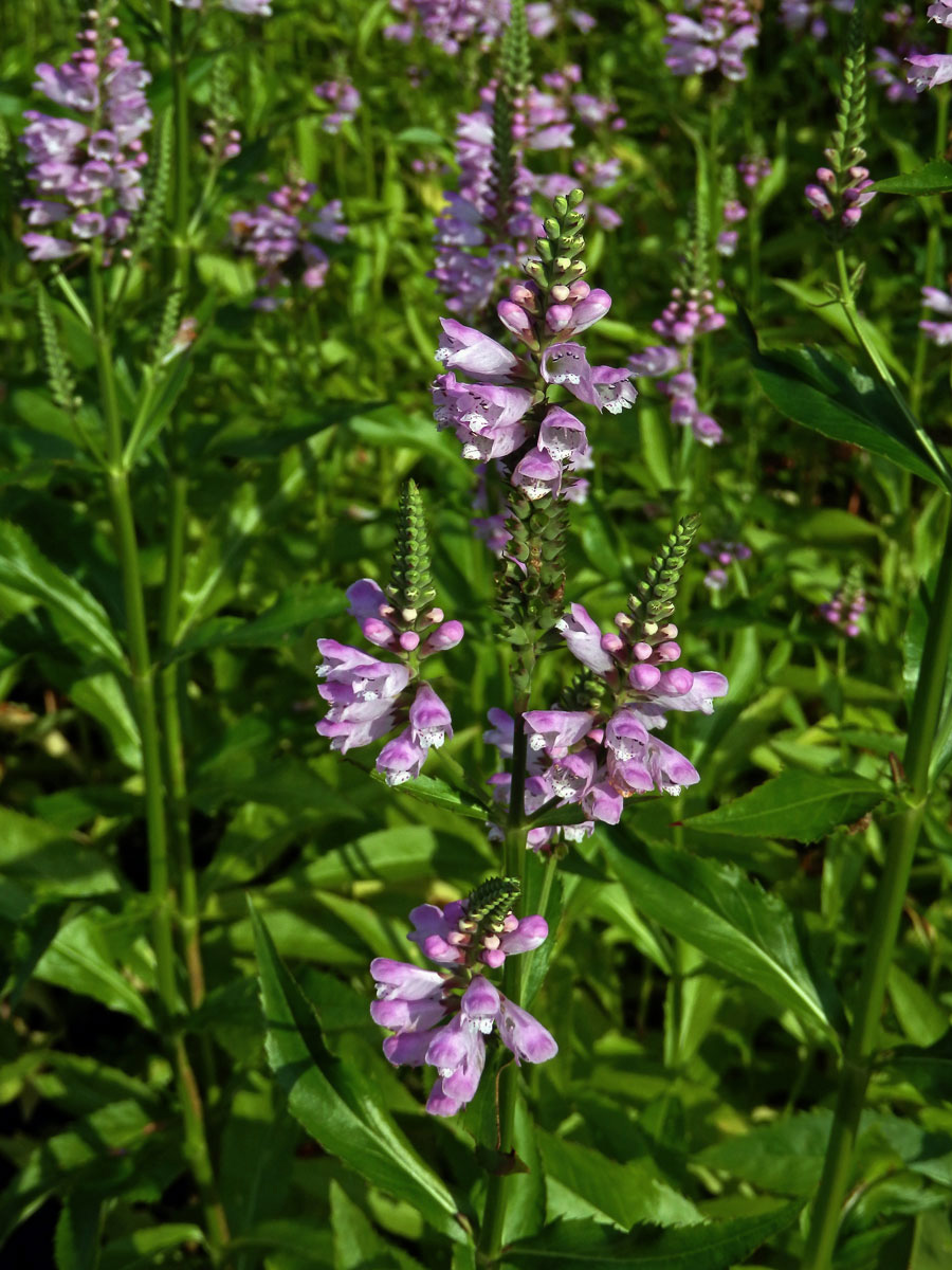 Řetězovka virginská (Physostegia virginiana (L.) Benth.)