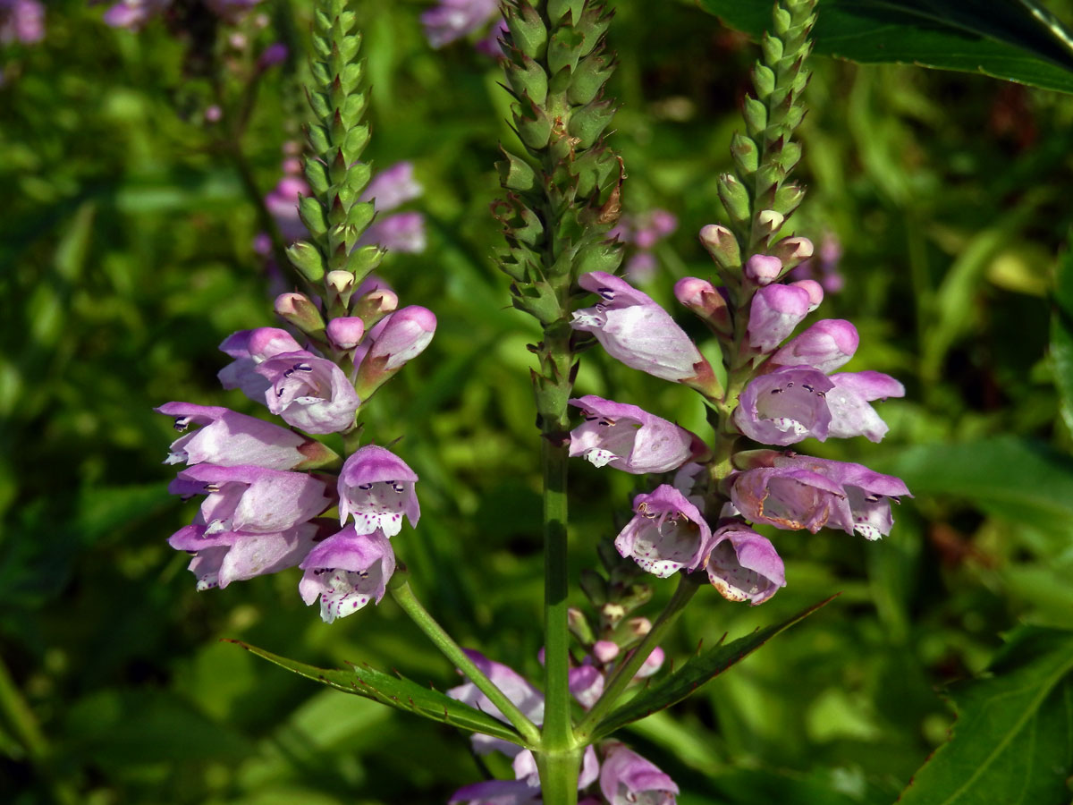 Řetězovka virginská (Physostegia virginiana (L.) Benth.)