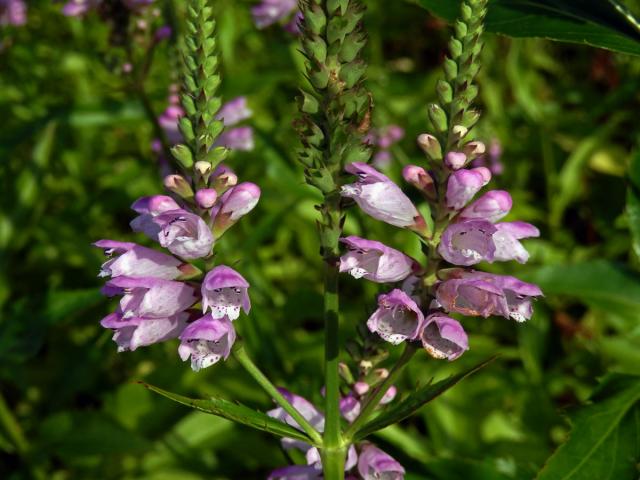 Řetězovka virginská (Physostegia virginiana (L.) Benth.)