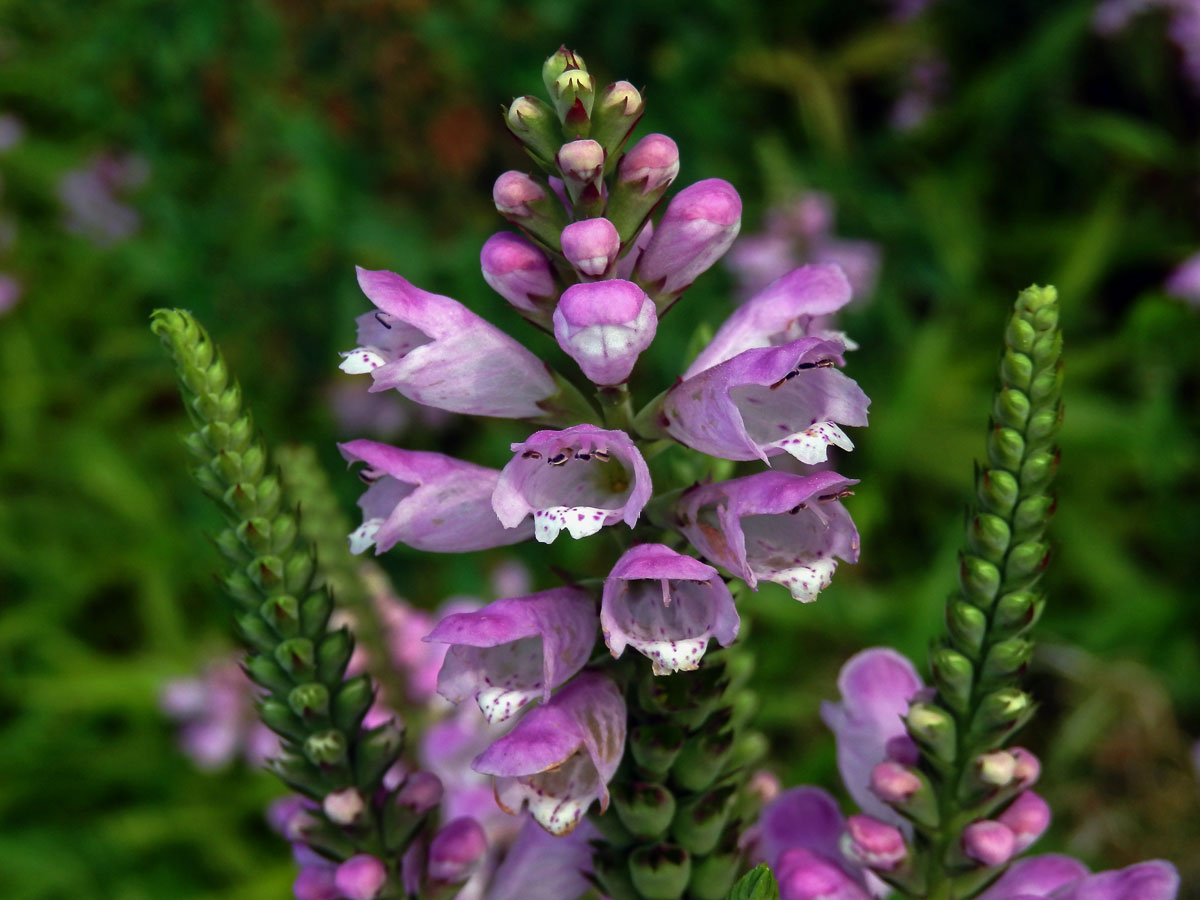 Řetězovka virginská (Physostegia virginiana (L.) Benth.)