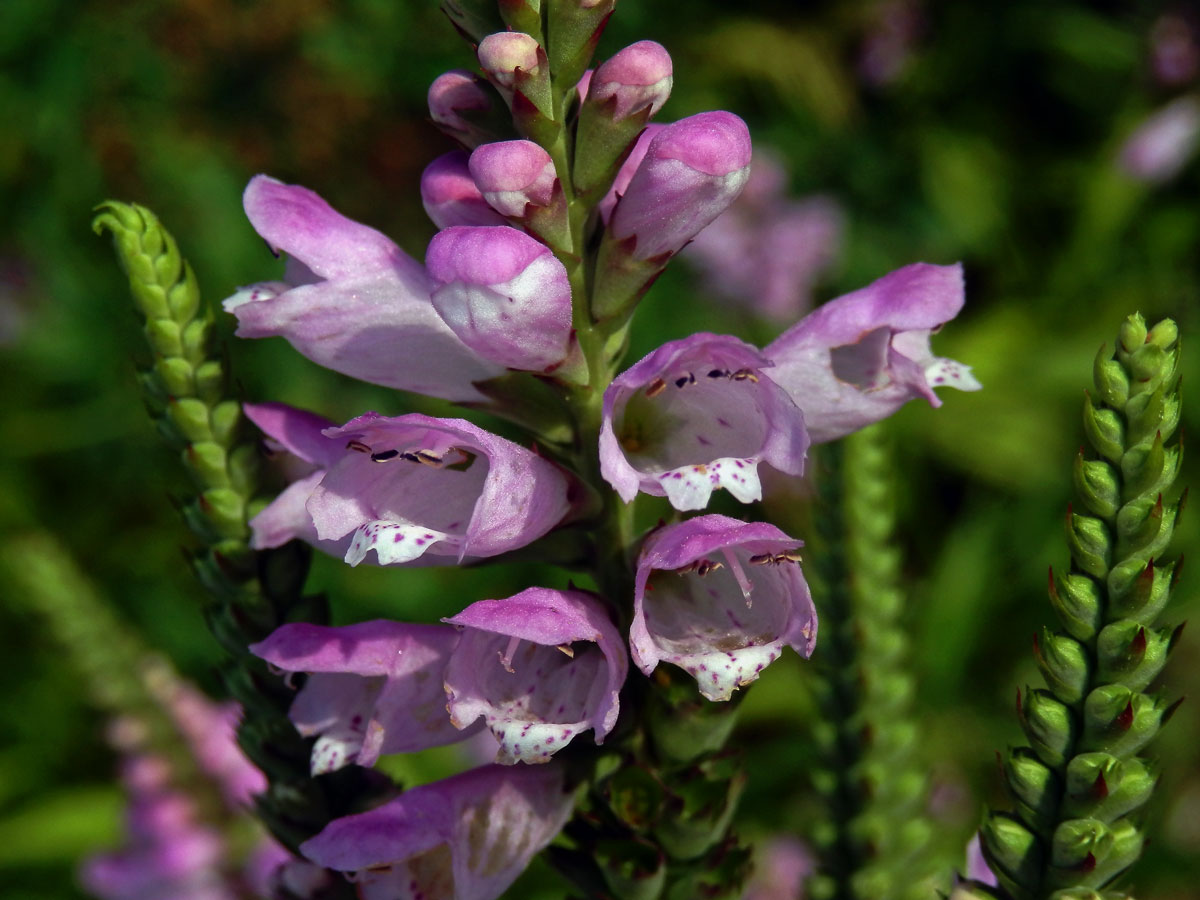 Řetězovka virginská (Physostegia virginiana (L.) Benth.)