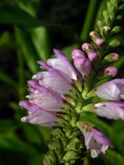 Řetězovka virginská (Physostegia virginiana (L.) Benth.)