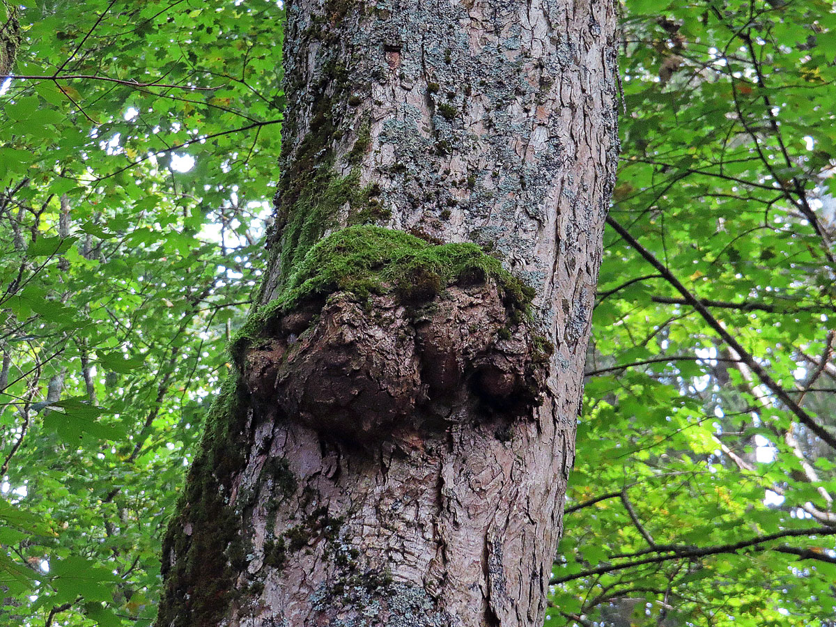 Javor mléč (Acer platanoides L.) s nádorem na kmeni (70)