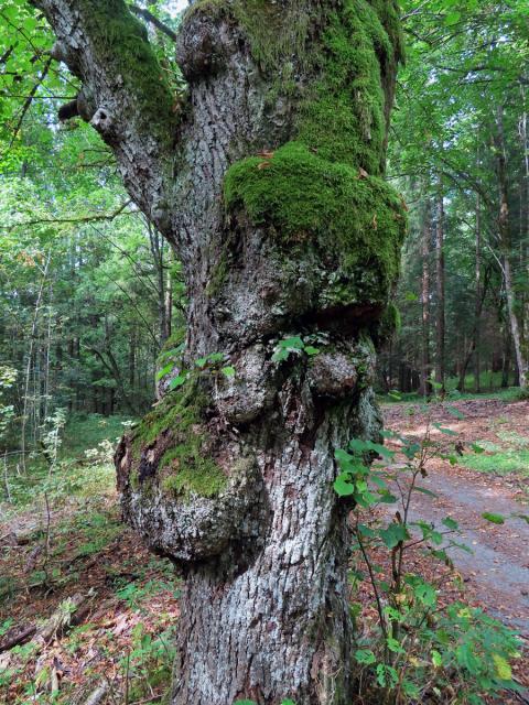 Lípa velkolistá (Tilia platyphyllos Scop.) (61) s nádory na kmeni