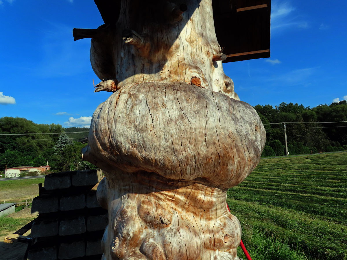 Smrk ztepilý (Picea abies (L.) Karsten) (29b) s nádory na kmeni