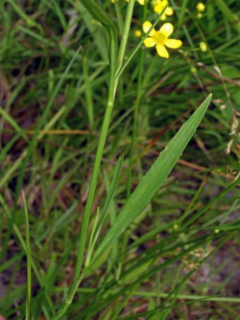 Pryskyřník plamének (Ranunculus flammula L.)