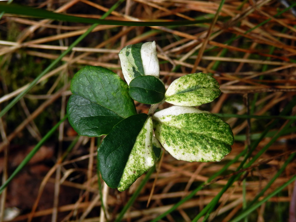 Brusnice brusinka (Vaccinium vitis-idaea L.) s panašovanými listy (4a)