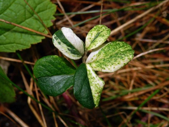 Brusnice brusinka (Vaccinium vitis-idaea L.) s panašovanými listy (4b)