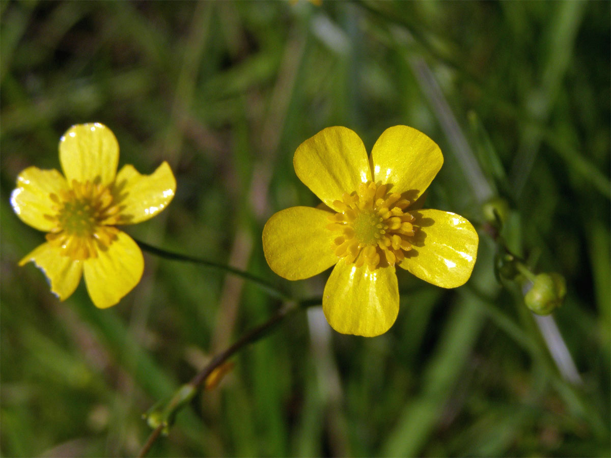 Pryskyřník plamének (Ranunculus flammula L.)