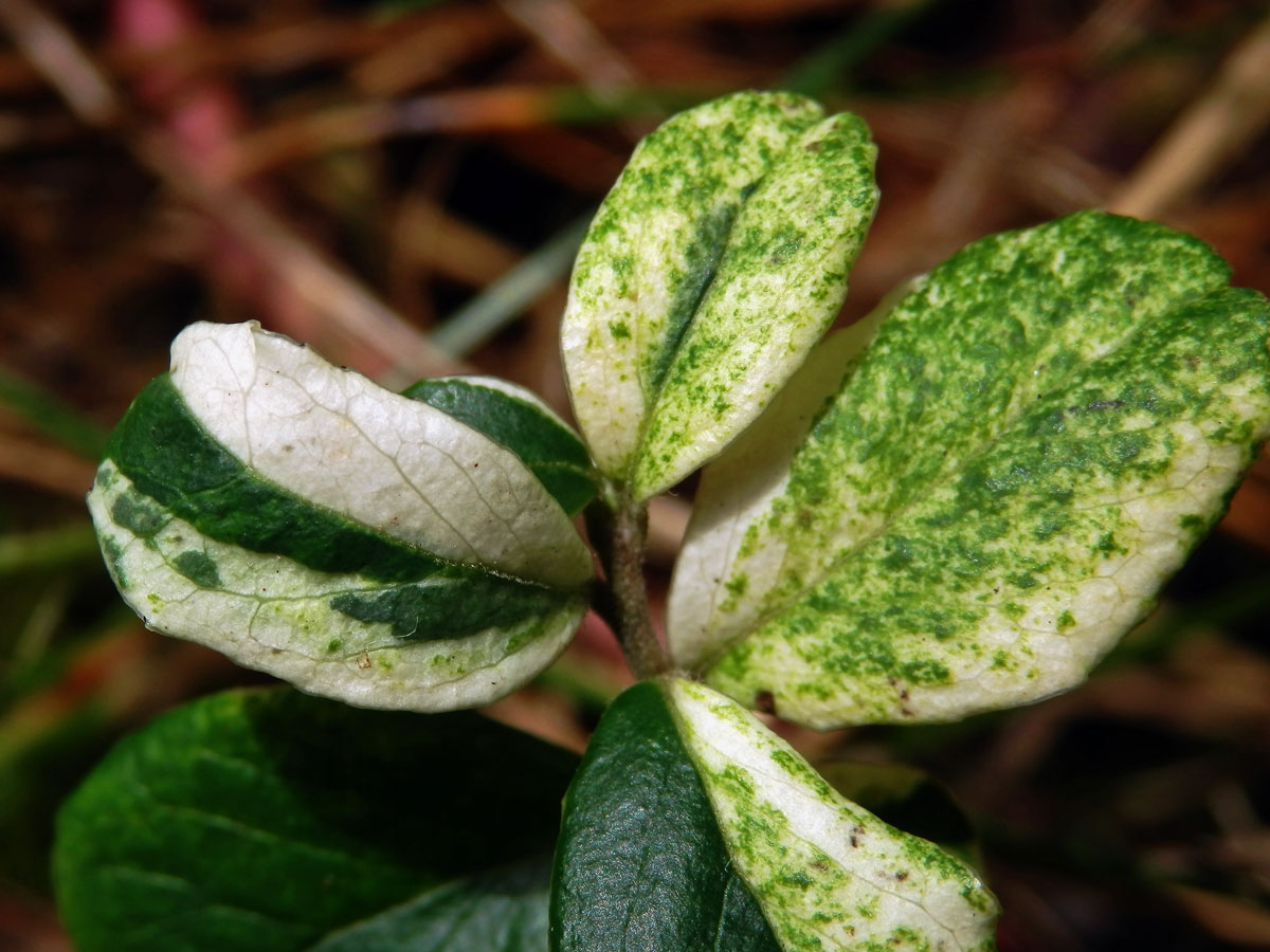 Brusnice brusinka (Vaccinium vitis-idaea L.) s panašovanými listy (4c)