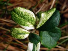 Brusnice brusinka (Vaccinium vitis-idaea L.) s panašovanými listy (4d)