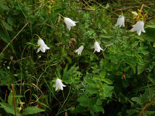 Zvonek okrouhlolistý (Campanula rotundifolia L.) s bílými květy (1a)