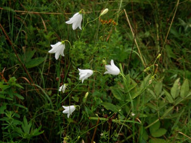 Zvonek okrouhlolistý (Campanula rotundifolia L.) s bílými květy (1b)